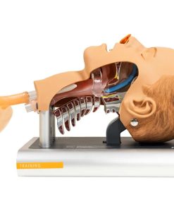 Ambu Airway Management Trainer